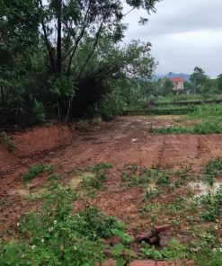 anh thuc te lo 200m2 tai Thanh Son Gia 6tr . 02