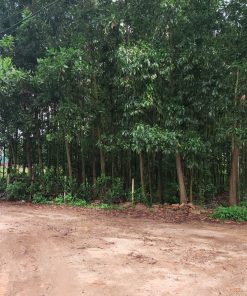 xã minh phú lô 1570m2